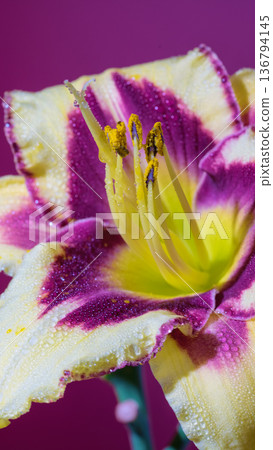 Close view of purplethroated yellow flower. Magnificent vibrant flower shot with dew drops and pollen 136794145