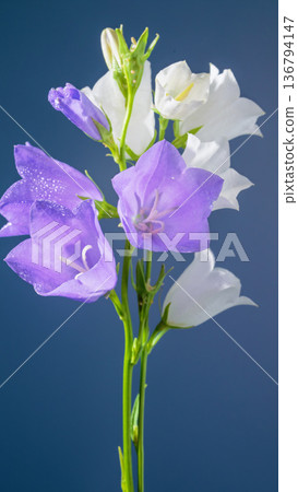 Elegant blossoms with contrasting colors. Bright bellshaped flowers arranged upward with cool lighting effects 136794147