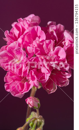 Striking pink geranium group emphasizing delicate petals and textured surface in soft studio illumination Striking pink geranium group emphasizing delicate petals and textured surface in soft studio illumination 136794155