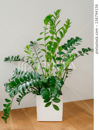 Vertical foto of green zamioculcas plant in white pot standing on wooden floor indoors. Minimal home interior and natural lifestyle concept. Healthy houseplant in modern interior. Clean minimal Vertical foto of green zamioculcas plant in white pot standing on wooden floor indoors. Minimal home interior and natural lifestyle concept. Healthy houseplant in modern interior. Clean minimal 136794156