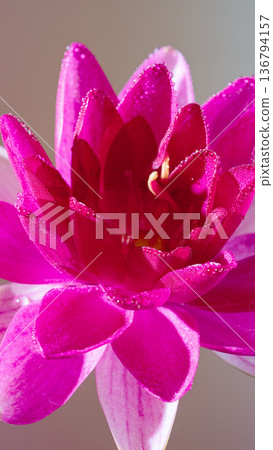 Bright yellow flower with purple accents. Exotic hybrid lily featuring striking magenta contrast 136794157