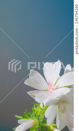 Bright dew on vibrant blossoms. Morning light enhances fresh dewdrops on pristine plant leaves Bright dew on vibrant blossoms. Morning light enhances fresh dewdrops on pristine plant leaves 136794160