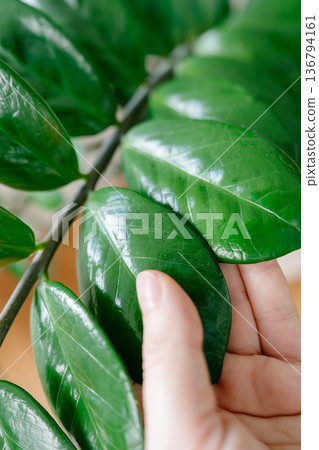 Close-up of glossy green houseplant zamioculcas leaf in modern apartment. Natural light, minimalist interior and contemporary home decor concept. Close-up of glossy green houseplant zamioculcas leaf in modern apartment. Natural light, minimalist interior and contemporary home decor concept. 136794161