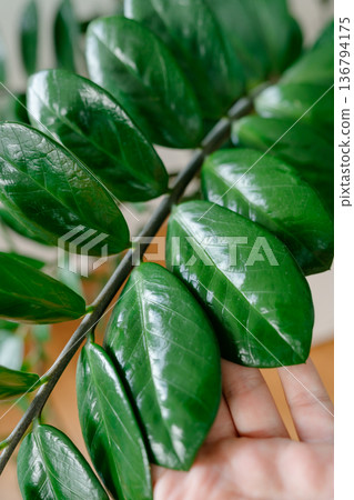 Lush green indoor zamioculcas plant with glossy leaves in modern home. Scandinavian interior style, natural light and minimalist decor concept. 136794175