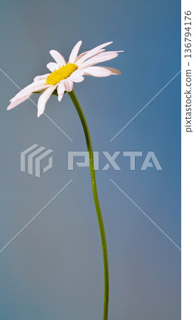 Serene single daisy gracefully stands on thin stem amidst soft blue environment creating calm atmosphere 136794176