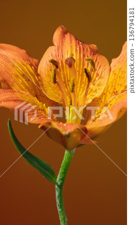 Warm amber highlighting flower details. Detailed view of petals with enhanced amber glow and venation 136794181