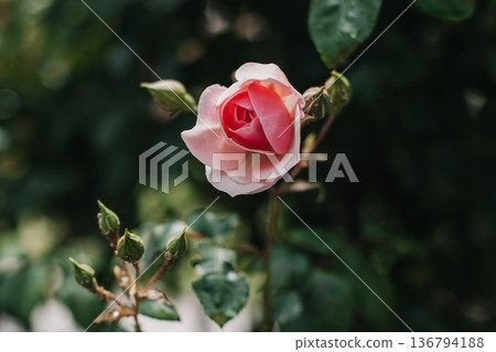 Beautiful pink Rose flower in a spring garden after the rain. Beautiful pink Rose flower in a spring garden after the rain. 136794188