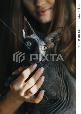 Cute dark sphinx cat in the hands of a girl. Cute dark sphinx cat in the hands of a girl. 136794190