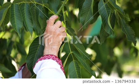 Senior male in traditional vyshyvanka examining green raw walnuts on tree at summer garden. Elderly ukrainian man an embroidered shirt exploring unripe nuts on branch. Concept of cultural heritage 136794338