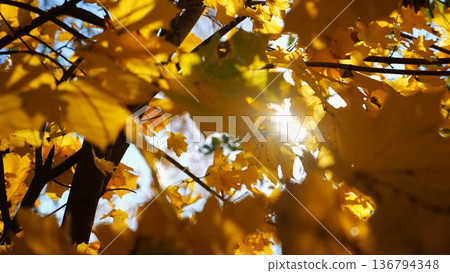 View to tree top of birch with brown leaves at sunny autumn day. Branches with lush foliage gently swaying in wind at parkland. Beautiful colorful fall season. Slow motion 136794348