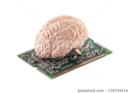 Human brain on small computer card isolated on white background with clipping path Human brain on small computer card isolated on white background with clipping path 136794418