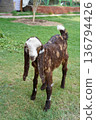 A brown goatling of the Kamori breed at full length. Close-up of a young animal of dairy and meat farming that stands on the grass in the backyard. A Pakistani-bred long-eard goat cub on a green lawn. 136794426