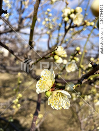 Plum blossoms shine on a sunny day 136794461