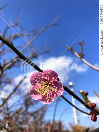 一朵美麗的梅花 一朵美麗的梅花 136794462