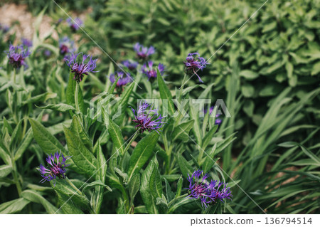 Beautiful blue cornflowers on a summer meadow. 136794514