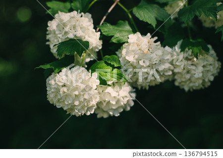 Beautiful branch with white flowers of Viburnum Boule de Neige Roseum in a spring garden. 136794515