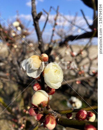 The lovely plum blossoms 136794594