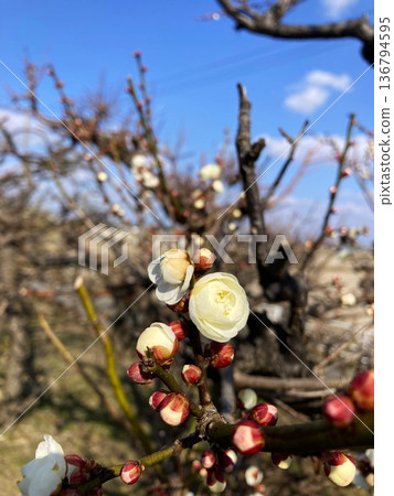 美麗的梅花 美麗的梅花 136794595