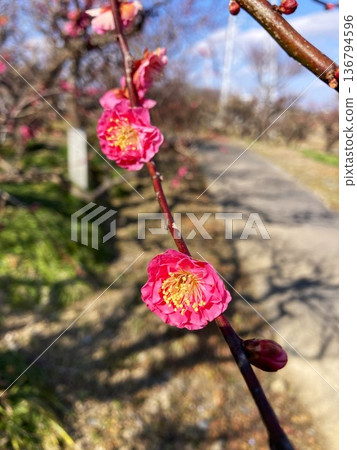 梅花在陽光明媚的日子裡閃閃發光 梅花在陽光明媚的日子裡閃閃發光 136794596