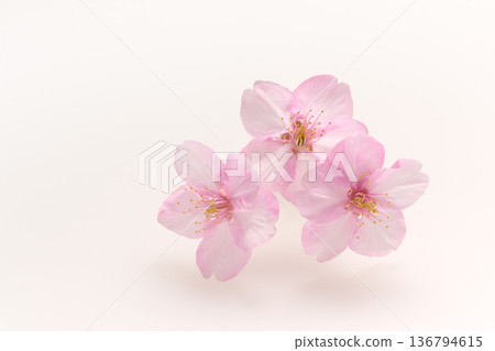 Beautiful cherry blossoms on white background Beautiful cherry blossoms on white background 136794615