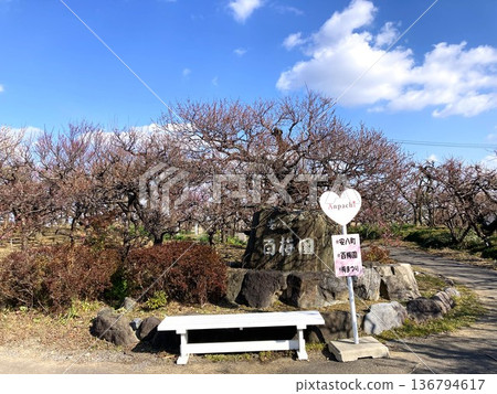 A stone monument and a bench with love in the plum grove A stone monument and a bench with love in the plum grove 136794617
