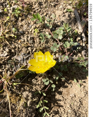 The adorable Adonis flower The adorable Adonis flower 136794659