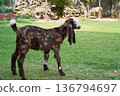 A brown Kamori goat cub stands sideways. A close-up of a young animal from a dairy and beef farm standing on the green grass of a backyard lawn. The goatling is a Pakistani breed with long ears. 136794697