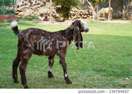 A brown Kamori goat cub stands sideways. A close-up of a young animal from a dairy and beef farm standing on the green grass of a backyard lawn. The goatling is a Pakistani breed with long ears. A brown Kamori goat cub stands sideways. A close-up of a young animal from a dairy and beef farm standing on the green grass of a backyard lawn. The goatling is a Pakistani breed with long ears. 136794697