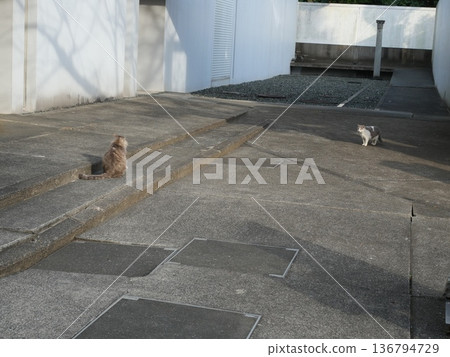Cat walking in alley Cat walking in alley 136794729