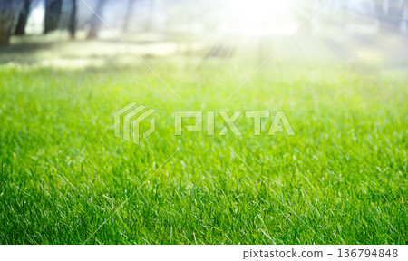 Green grass background Green grass background 136794848