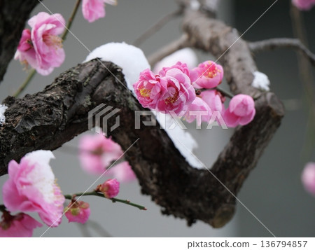 Plum blossoms with snow Plum blossoms with snow 136794857