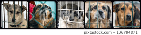 Collage of large group of homeless dogs in animal shelter. Composite portrait image of stray dogs 136794871