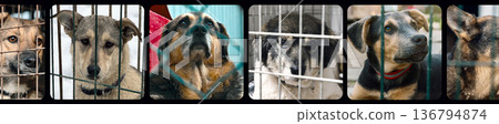Collage of large group of homeless dogs in animal shelter. Composite portrait image of stray dogs 136794874