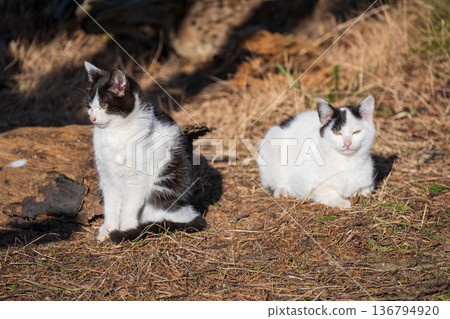 Two cats staring Two cats staring 136794920