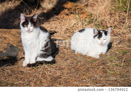two friendly cats two friendly cats 136794922