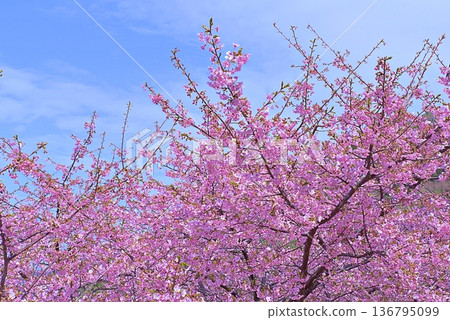 Kawazu櫻桃樹和藍色海 136795099