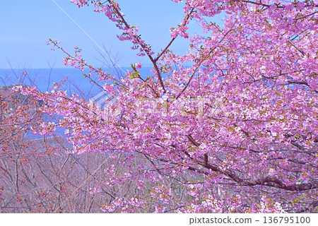 Kawazu櫻桃樹和藍色海 Kawazu櫻桃樹和藍色海 136795100