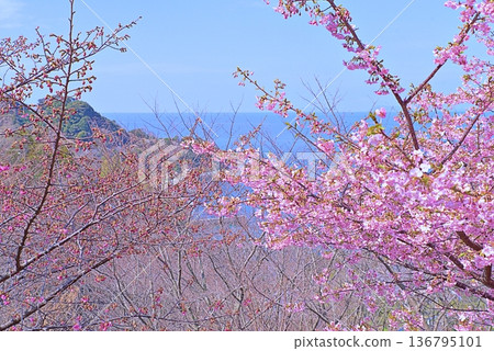 Kawazu櫻桃樹和藍色海 Kawazu櫻桃樹和藍色海 136795101