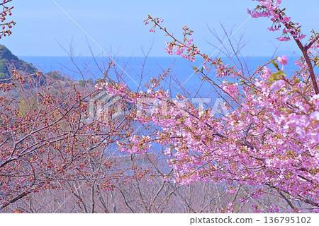 Kawazu櫻桃樹和藍色海 136795102