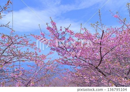 Kawazu櫻桃樹和藍色海 Kawazu櫻桃樹和藍色海 136795104