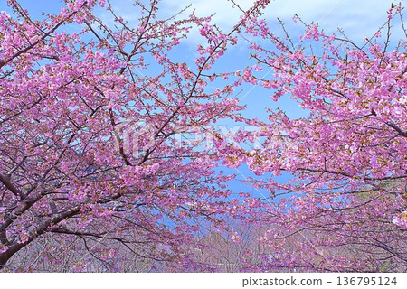 Kawazu櫻桃樹和藍色海 136795124