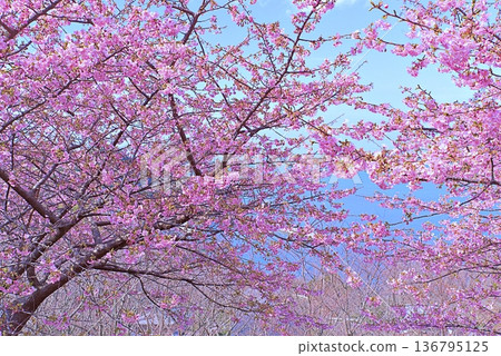 Kawazu櫻桃樹和藍色海 136795125