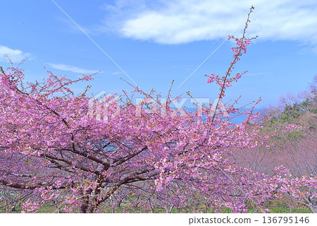 Kawazu櫻桃樹和藍色海 136795146