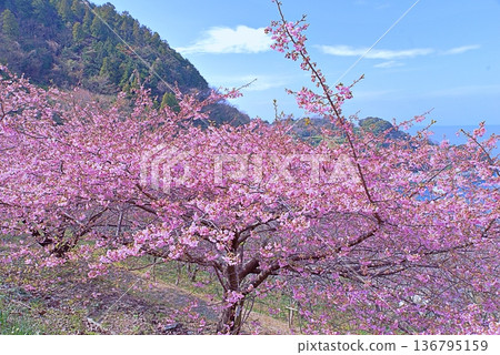 Kawazu cherry tree and blue sea Kawazu cherry tree and blue sea 136795159