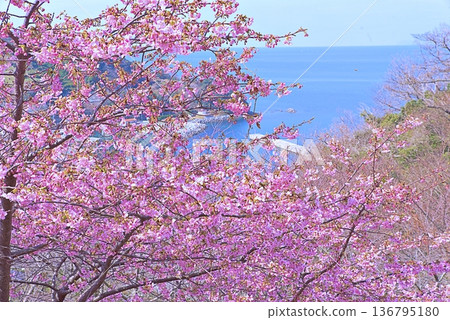Kawazu櫻桃樹和藍色海 136795180