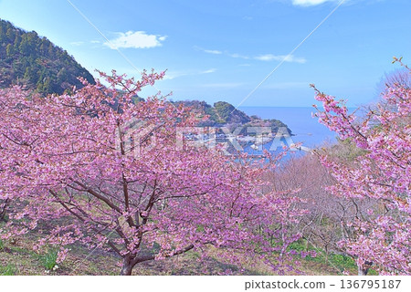 Kawazu櫻桃樹和藍色海 Kawazu櫻桃樹和藍色海 136795187