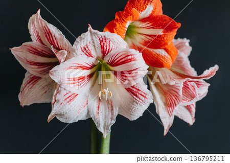Beautiful white and red Amaryllis flowers on a black background. 136795211