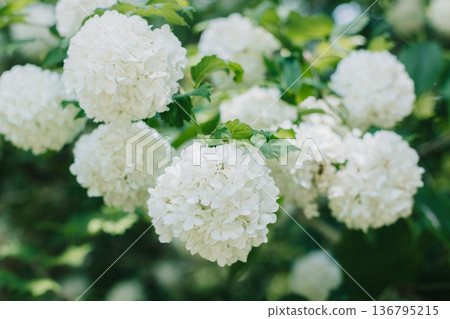 Beautiful branch with white flowers of Viburnum Boule de Neige Roseum in a spring garden. 136795215