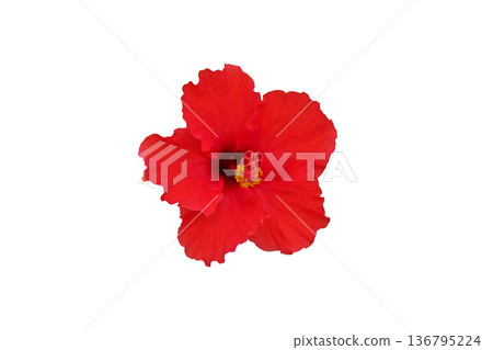 Red Hibiscus flower or Chinese rose Red Hibiscus flower or Chinese rose 136795224