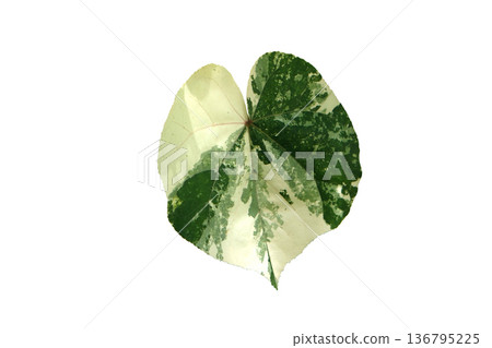 Waru or Hibiscus tiliaceus Variegated leaves are dark green Waru or Hibiscus tiliaceus Variegated leaves are dark green 136795225